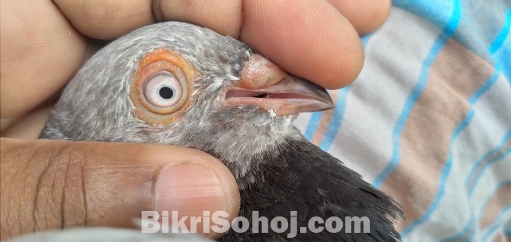 Giribuz pigeon pair